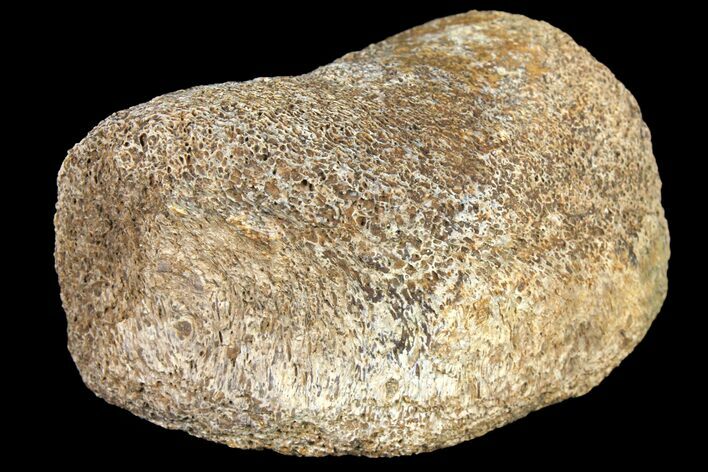 Fossil Hadrosaur Phalange - Alberta (Disposition #-) #134517